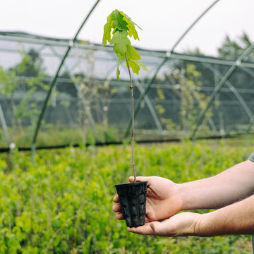 Image of a white oak seedling.